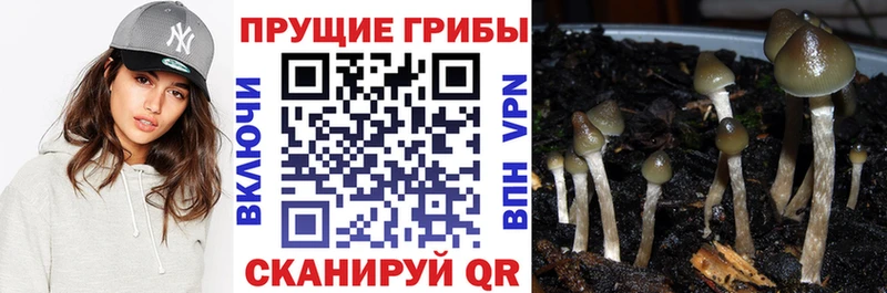 Псилоцибиновые грибы мицелий где купить наркотик Верещагино